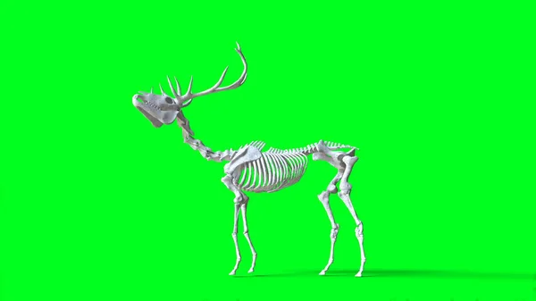 Szkielet jelenia na zielonym ekranie. Odizolować. 3d renderowanie. — Zdjęcie stockowe