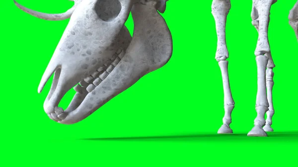 Скелетні олені на зеленому екрані. Ізольовані. 3D візуалізація . — стокове фото