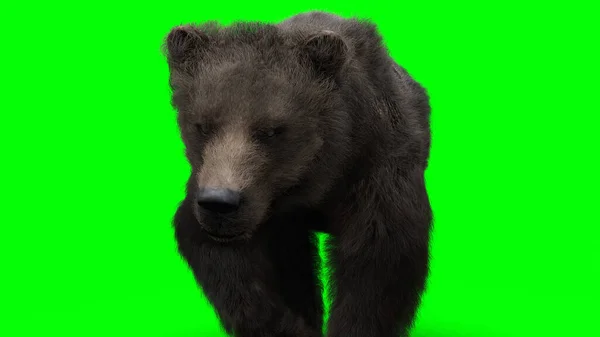 Walking bear. Green screen isolate. 3d rendering. — Stock Photo, Image