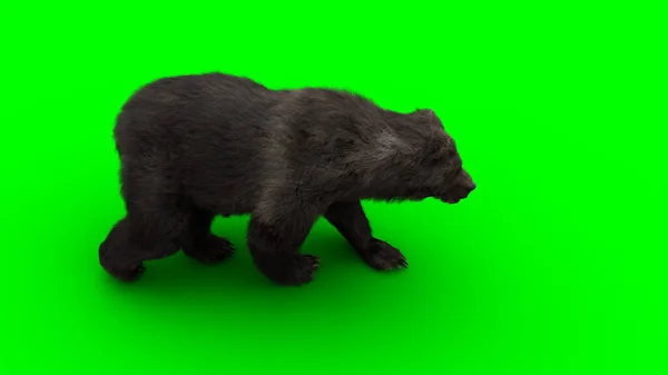 Περιπατητική αρκούδα. Πράσινη οθόνη απομονώσει. 3d απόδοση. — Φωτογραφία Αρχείου