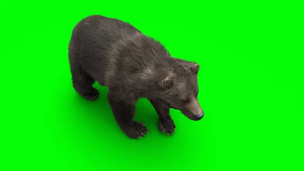 Standing bear. Green screen isolate. 3d rendering. — Stock Photo, Image