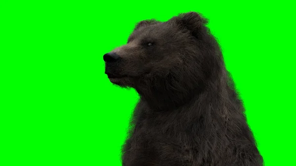 Urso de pé. Ecrã verde isolado. Renderização 3d. — Fotografia de Stock