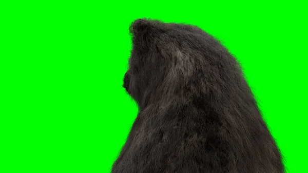Стоїть ведмідь. Зелений екран ізольовано. 3D візуалізація . — стокове фото