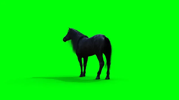 Caballo negro de pie. Pantalla verde aislada. renderizado 3d. — Foto de Stock