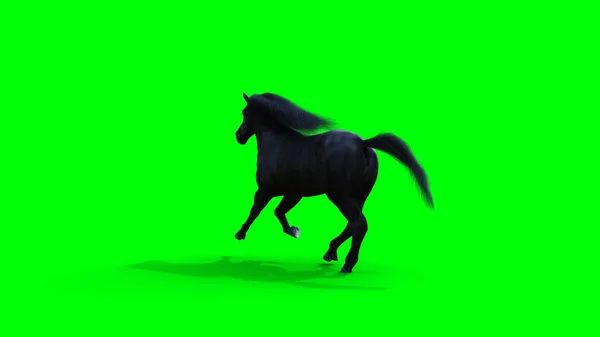 Běžící černý kůň. Izolovat zelenou obrazovku. 3D vykreslování. — Stock fotografie