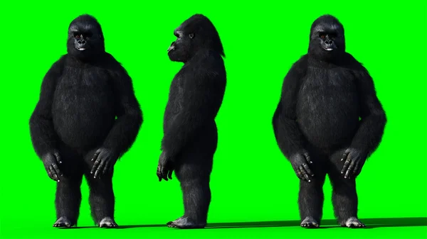 Lustig sprechender Gorilla. Realistisches Fell. Grüner Bildschirm. 3D-Darstellung. — Stockfoto