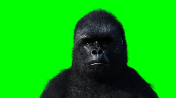 Staande gorilla. Realistische vacht. Groen scherm isoleren. 3d destructie. — Stockfoto