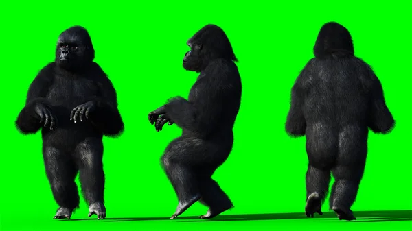 Lustiger Gorilla. Realistisches Fell. Grüner Bildschirm. 3D-Darstellung. — Stockfoto