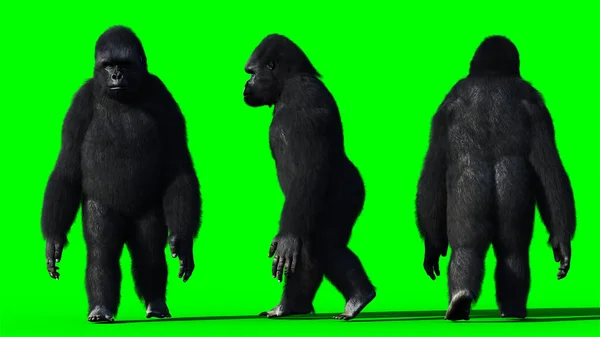 Divertente gorilla. Pelliccia realistica. Schermo verde. rendering 3d. — Foto Stock