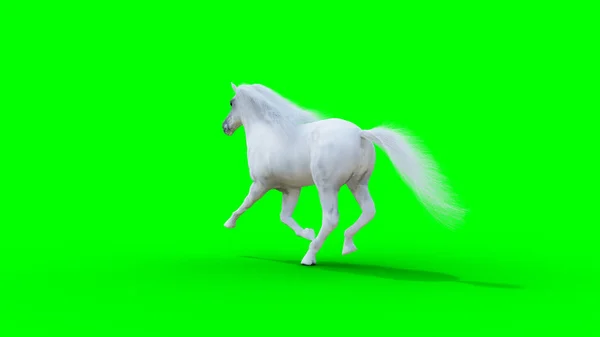 Cavalo branco a correr. Tela verde. Renderização 3d. — Fotografia de Stock