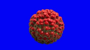 yağ yakıcı hücre. hücre hasarı. gerçekçi 3d animasyon, yeşil ekran görüntüleri