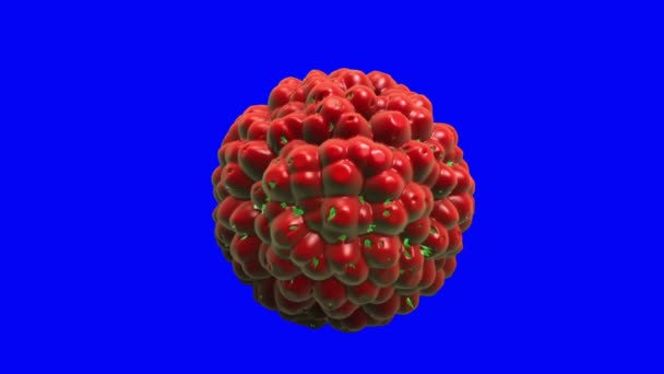 지방 세포 점화입니다. 세포 손상입니다. 현실적인 3d 애니메이션, 녹색 스크린 영상 — 비디오