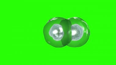 İşlem hücre bölünmesi. Yeşil ekran görüntüleri