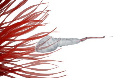 spermatozoons, ovule - 3d render için yüzer