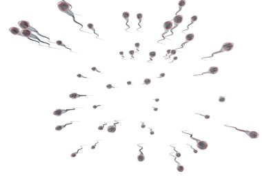 spermatozoons, ovule - 3d render için yüzer