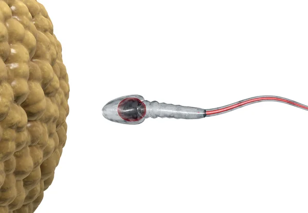 Espermatozoides, flotando en el óvulo - renderizado 3d —  Fotos de Stock