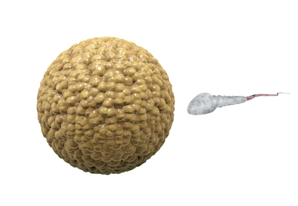 Espermatozoides, flotando en el óvulo - renderizado 3d — Foto de Stock