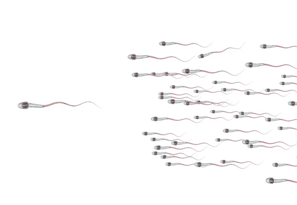Spermatozoonen, die zum Eierstock schweben - 3D-Render — Stockfoto