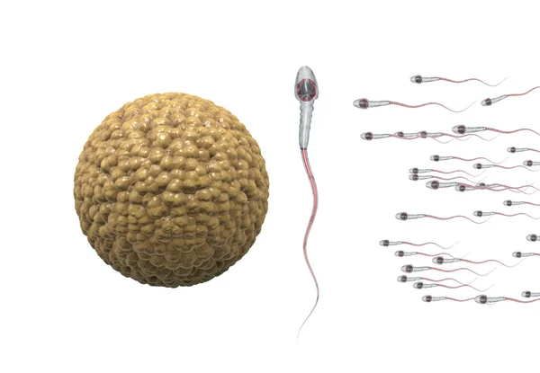 Spermatozoons, lebegő ovule - 3d render — Stock Fotó