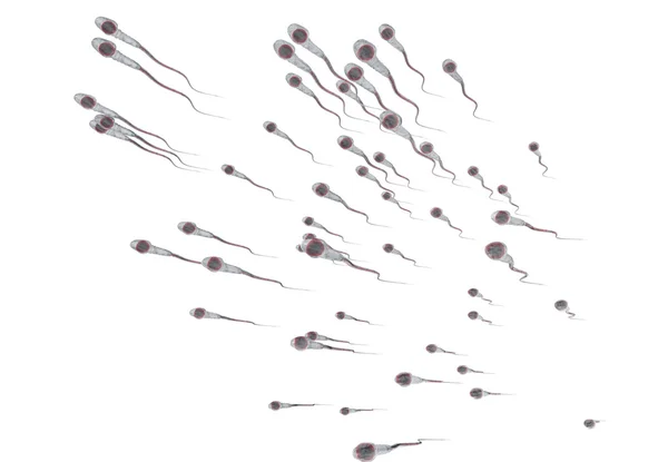 Spermatozoons, plovoucí na vajíčko - 3d vykreslení — Stock fotografie
