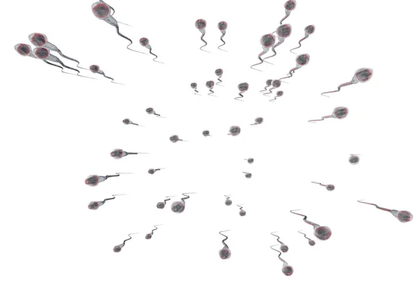 Сперматозооны, плавающие в яйцеклетку - 3d рендеринг — стоковое фото