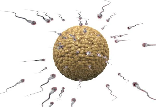 Spermatozoons, lebegő ovule - 3d render — Stock Fotó