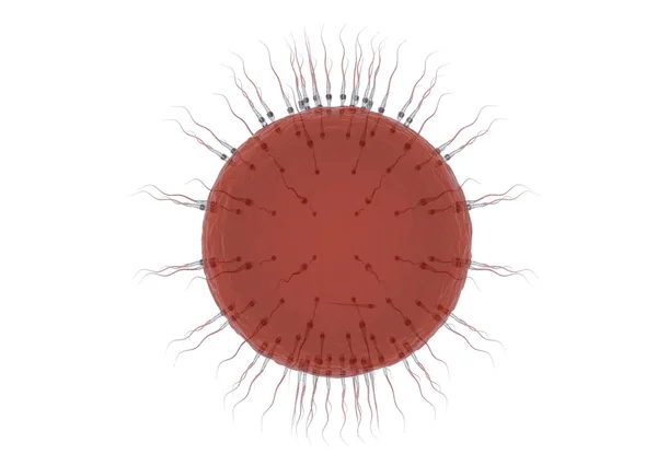 Espermatozoides, flotando en el óvulo - renderizado 3d —  Fotos de Stock