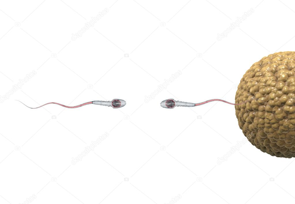 Spermatozoons, floating to ovule - 3d render