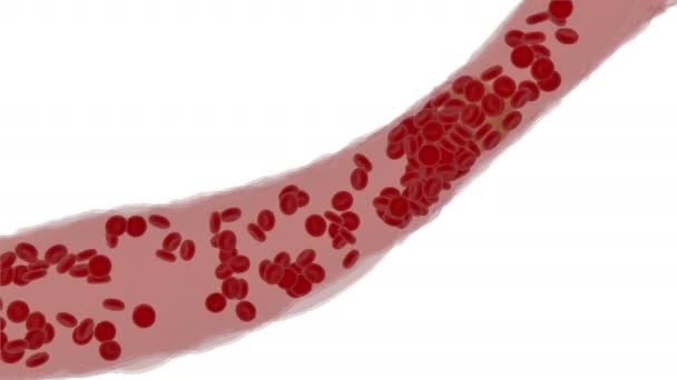 Le cellule del sangue scorrono in vena. Vista dall'interno dell'organismo. Canale alfa — Video Stock