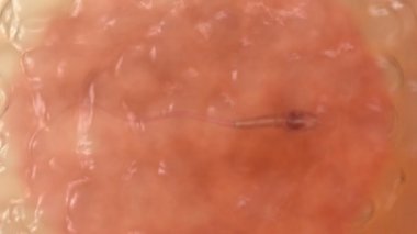 Sperm. Spermatozoon insan yumurta hücresi içinde. Gerçekçi 3d animasyon