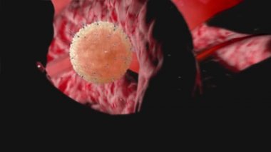 Spermler, spermatozoonlar insan yumurtahücresinin etrafında yüzüyor. Fertilizasyon 3d gerçekçi animasyon.