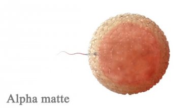 Sperm, yumurta, beyaz izole hücre etrafında spermatozoons. Alfa mat dahil. Gerçekçi 3d animasyon