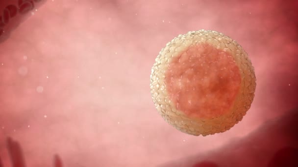 Spermatozoi, spermatozoi che nuotano intorno ad una cellula uovo umana. Fertilizzazione 3d animazione realistica . — Video Stock