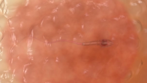 Spermatozoi. Spermatozoo all'interno della cellula uovo umana. Animazione realistica 3d — Video Stock