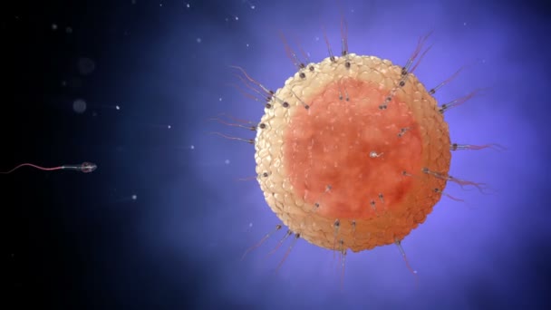 Sperma, spermatozoons zwemmen rond een menselijke eicel. Bevruchting 3D realistische animatie. — Stockvideo