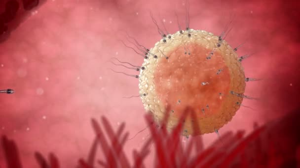 Sperma, spermatozoons zwemmen rond een menselijke eicel. Bevruchting 3D realistische animatie. — Stockvideo