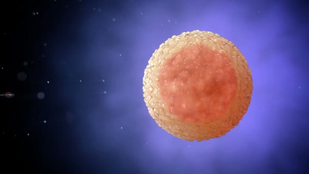Sperma, spermatozoons zwemmen rond een menselijke eicel. Bevruchting 3D realistische animatie. — Stockvideo