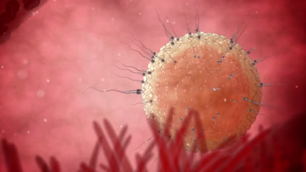sperm and egg video Sperm and egg video