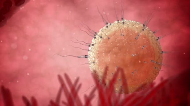 Spermien, Spermatozoonen, die um eine menschliche Eizelle schwimmen. Befruchtung 3D realistische Animation. — Stockvideo