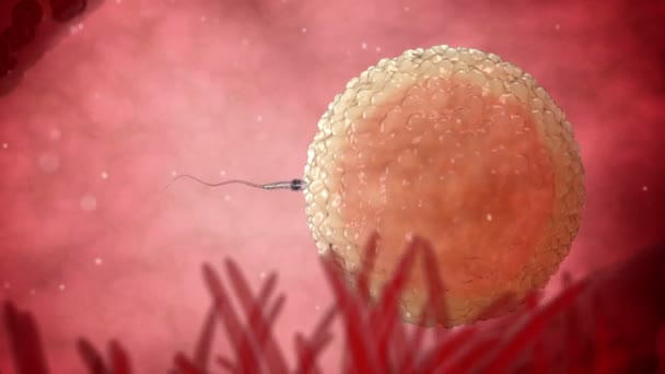 Sperme, spermatozoïdes nageant autour d'un ovule humain. Fertilisation 3D animation réaliste . — Video