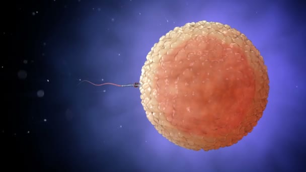 Spermler, spermatozoonlar insan yumurtahücresinin etrafında yüzüyor. Fertilizasyon 3d gerçekçi animasyon. — Stok video