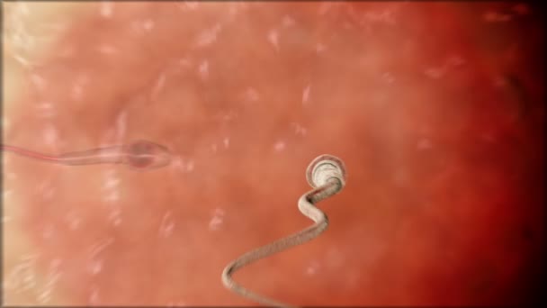 Sperm. Spermatozoon inside human egg cell. Realistic 3d animation — Stock Video