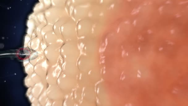 Sperma. Spermatozoon di dalam sel telur manusia. Animasi 3d realistis — Stok Video