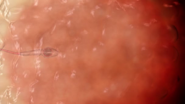 Сперма. Сперматозоїд всередині клітини людського яйця. Реалістична 3d анімація — стокове відео
