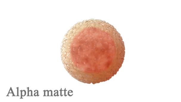 Sperme, spermatozoïdes autour de l'ovule, cellule isolée sur blanc. Alpha mat inclus. Animation 3D réaliste — Video