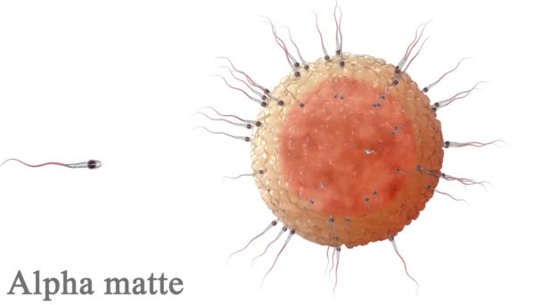 Sperme, spermatozoïdes autour de l'ovule, cellule isolée sur blanc. Alpha mat inclus. Animation 3D réaliste — Video