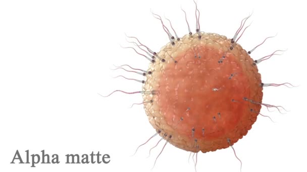 Sperme, spermatozoïdes autour de l'ovule, cellule isolée sur blanc. Alpha mat inclus. Animation 3D réaliste — Video