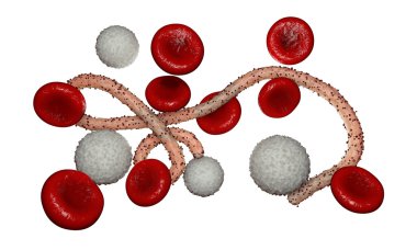 Ebola virüs, bakteri, virüs, salgın. Kan hücre organizma içinde Ebola virüsü gerçekçi 3d render. 