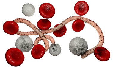 Ebola virüs, bakteri, virüs, salgın. Kan hücre organizma içinde Ebola virüsü gerçekçi 3d render. 