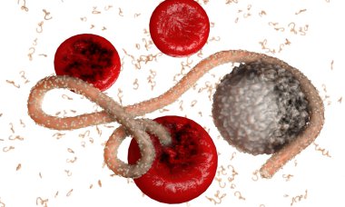 Ebola virüs, bakteri, virüs, salgın. Kan hücre organizma içinde Ebola virüsü gerçekçi 3d render. 